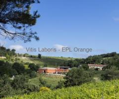 Stage vinification